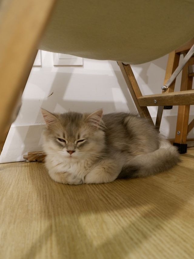 英短🐈Baby Cafe，輕鬆寫意嘆意粉🍝 