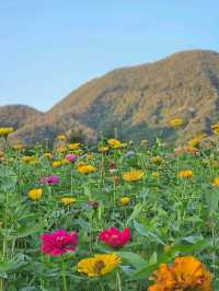 서울근교 당장 가야할 꽃동산 🌺 가평 자라섬