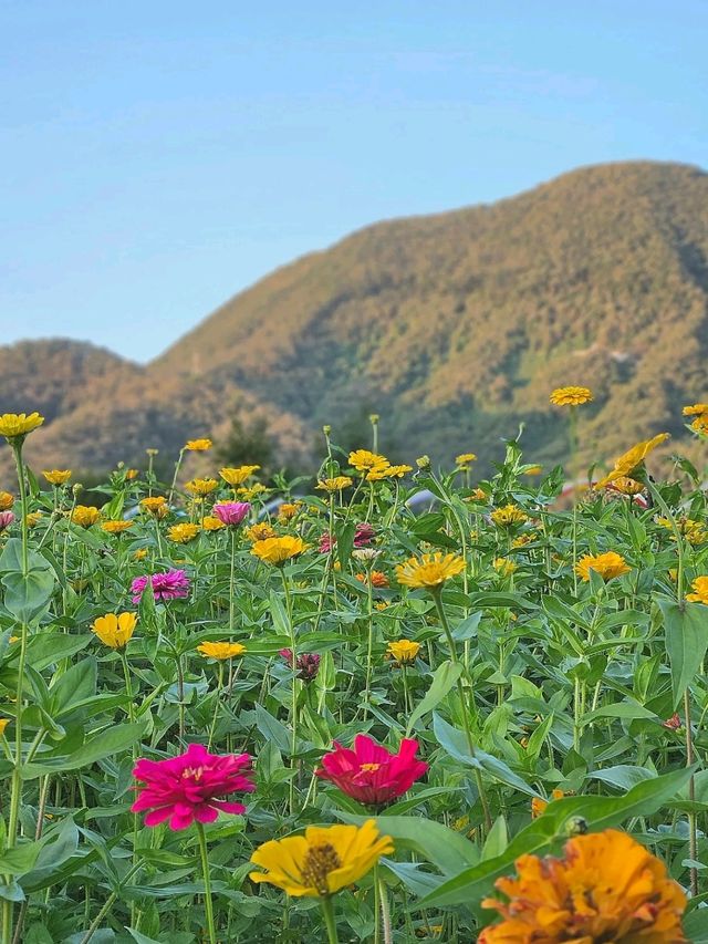서울근교 당장 가야할 꽃동산 🌺 가평 자라섬