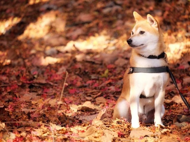 ชมมบไม้เปลี่ยนสีที่ทะเลสาบ Haruna 🍁