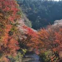 Sakura blooming during autumn