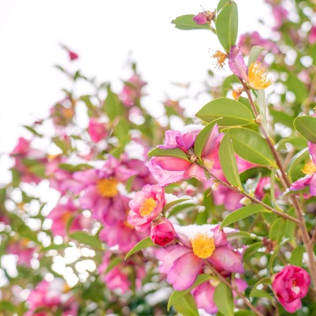 🌺동백 성지 위미리 동백수목원🌺