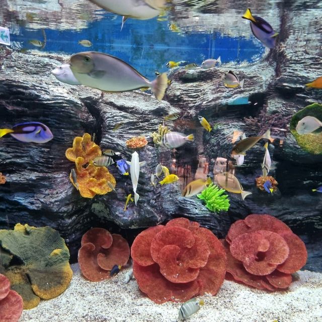 🦈🐠롯데월드몰 아쿠아리움에서 물고기 먹이주기🐬🐳