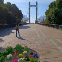 東京木場公園河津櫻