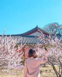 창덕궁 매화 스팟 지도로 공유해요!