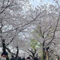 千鳥ヶ淵縁道の桜