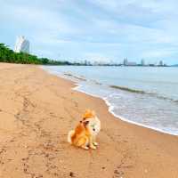 ทริปพัทยา เบลล่า วิลล่า คาบาน่า