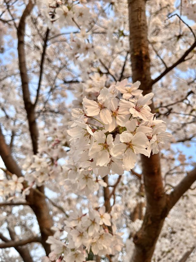 에버랜드 숨은 풍경 맛집, ‘하늘 정원길’🌸💕