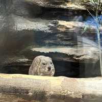 🦅🐙🐊意料之外玩了半天🦧上野動物園🐯🐼🐧
