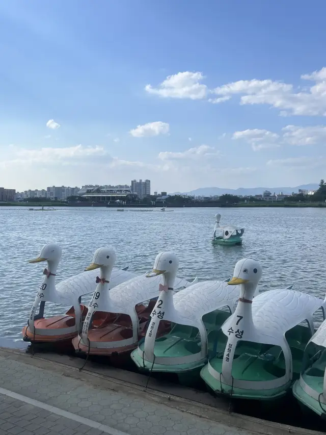 대구 수성못에서 오리배 타면서 피크닉 기분 느끼기💖