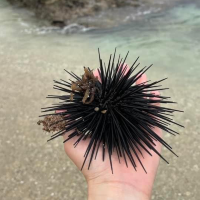 小琉球潮間帶生態區
