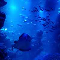 オオサンショウウオを堪能できる　京都水族館