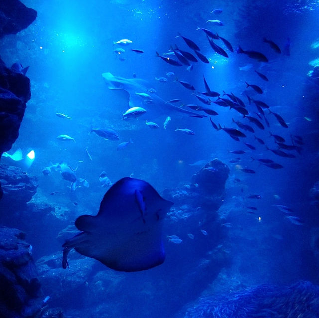 オオサンショウウオを堪能できる　京都水族館