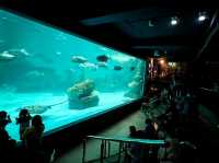 Bangsaen Aquarium 