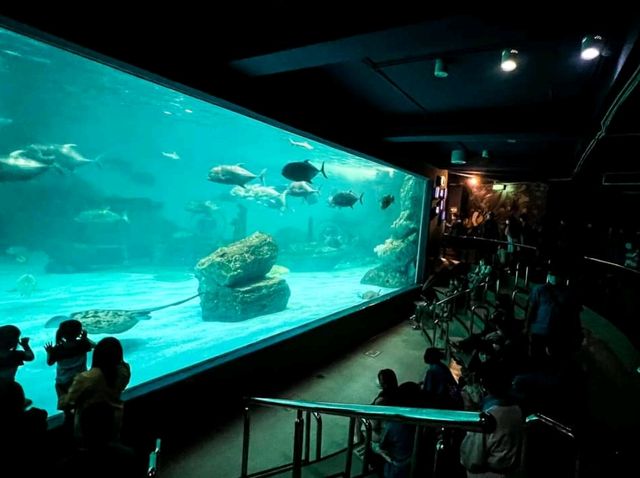 Bangsaen Aquarium 