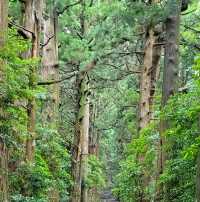 熊野古道體驗日本優美行山徑