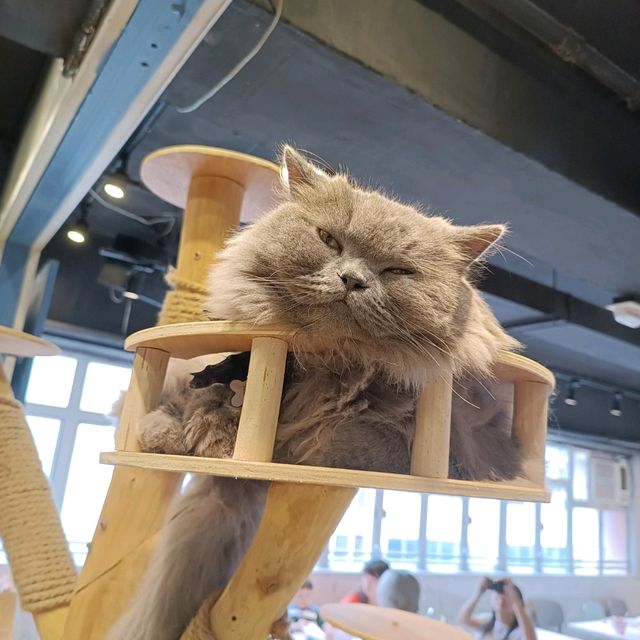 貓奴必去cafe
