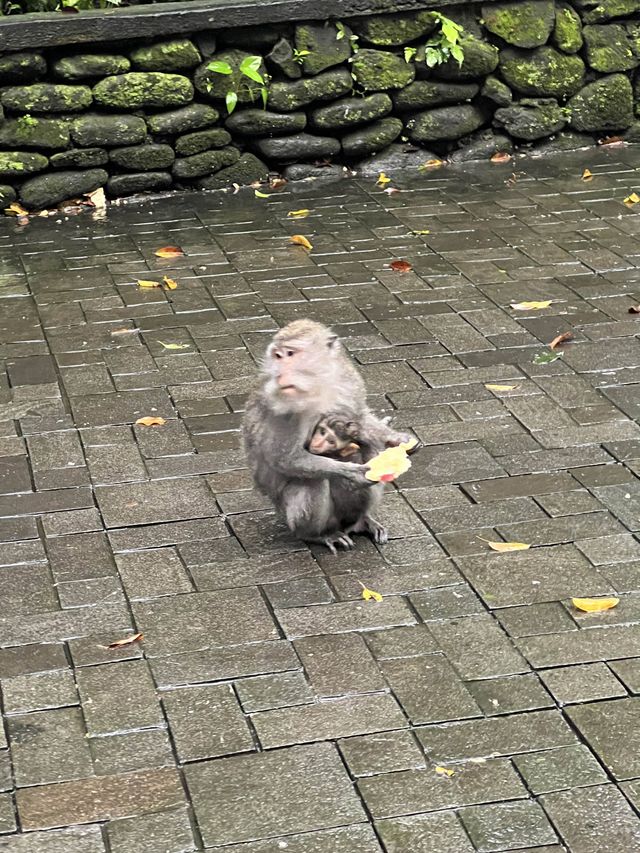 Monkey Forest In Ubud Is Instagrammable⁉️🐒