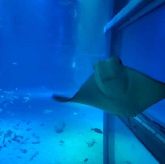 海洋館