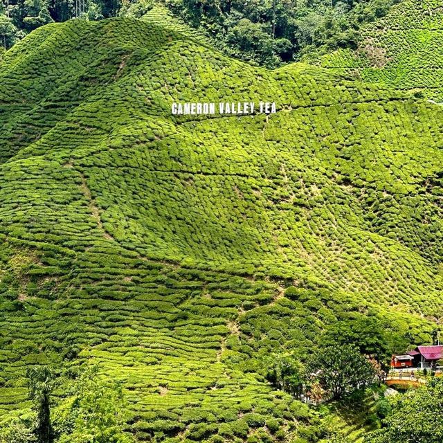 Cameron highlands - heads in the cloud