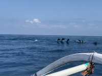 Snorkeling and swimming with dolphins 
