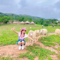 แลนด์มาร์คแห่งใหม่ ถ่ายรูปกับน้องแกะน่ารักๆบนดอย🐑🐏