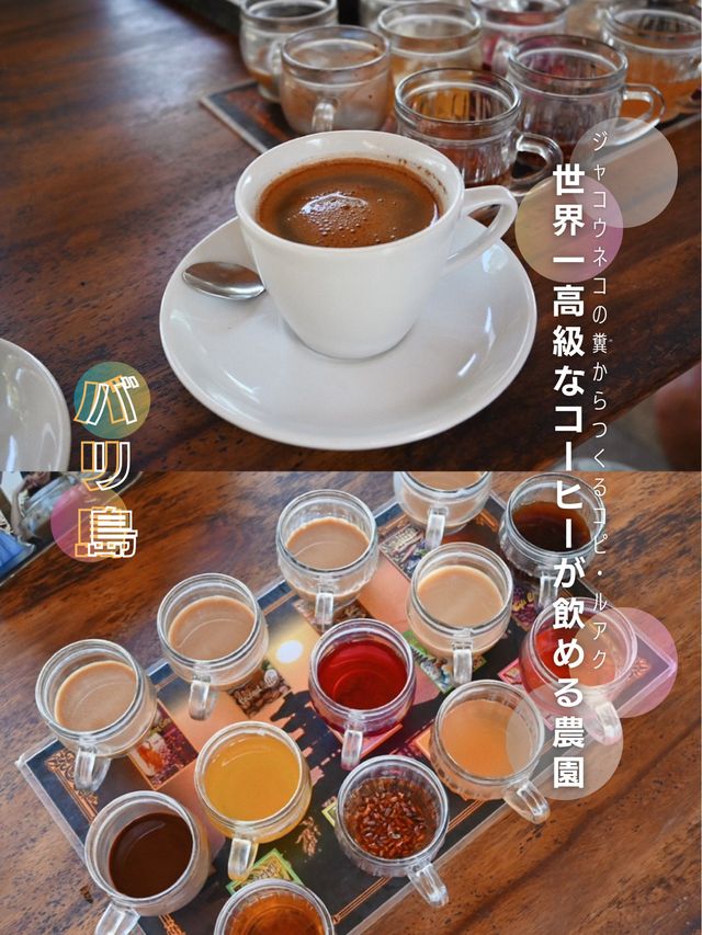 【バリ島】世界一高級なコーヒーが飲める農園に行ってきた