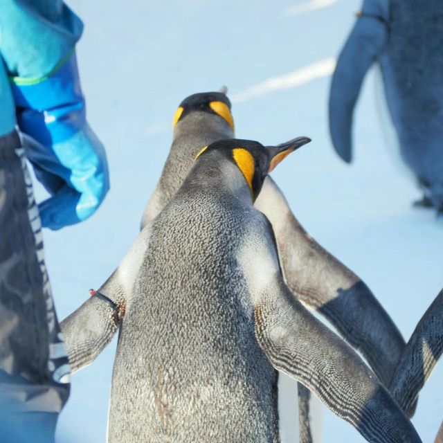 🐧❄️🎪旭山動物園～企鵝天堂🌟😄