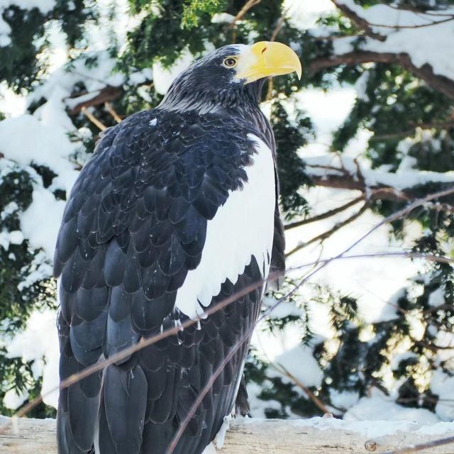 🐧❄️🎪旭山動物園～企鵝天堂🌟😄