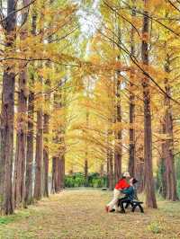 늦가을 즐기기 딱좋은 메타세콰이어길🍂