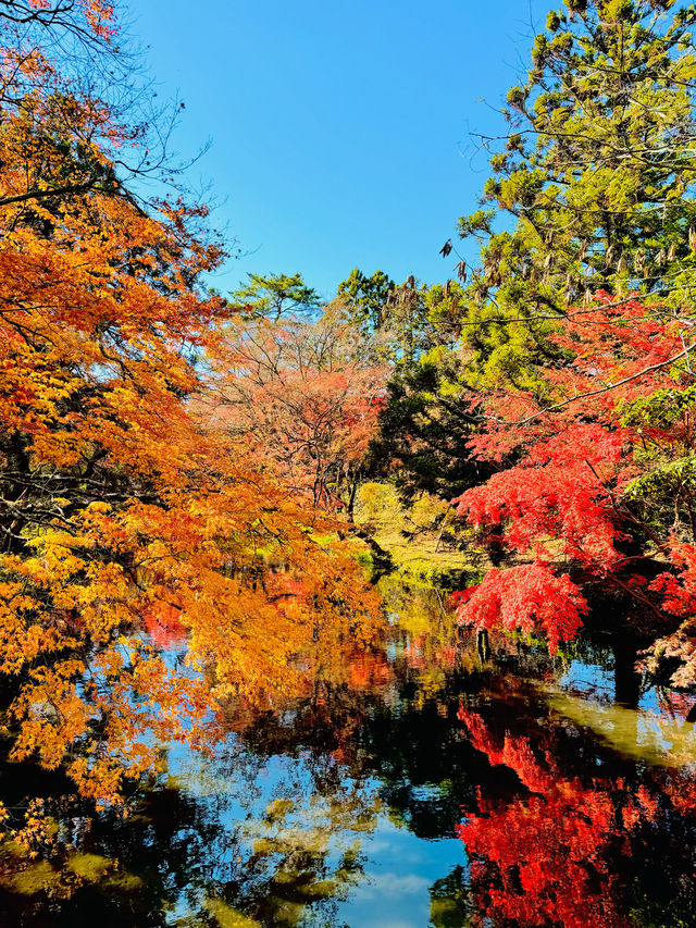 【絶景】湯布院で紅葉見るなら金鱗湖へ🍁