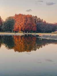 【東京・絶景スポット】メタセコイヤの森🌳水元公園