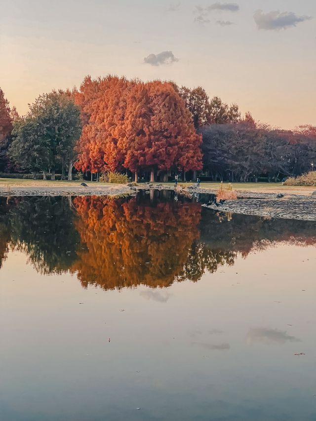 【東京・絶景スポット】メタセコイヤの森🌳水元公園
