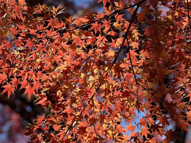 日本高崎市達磨寺 觀音山