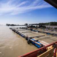 Marine Life unfolds at Kukup Kelong