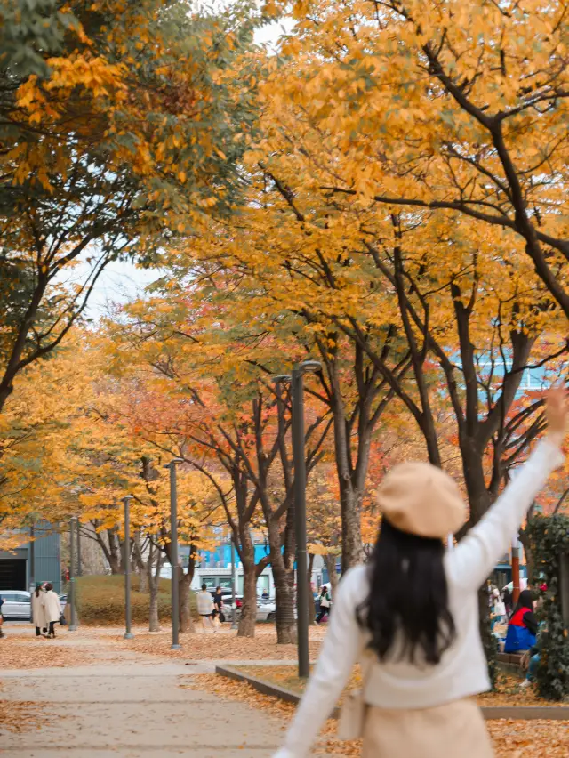 首爾林｜秋天賞楓，美食，享受城市中的秋日美景