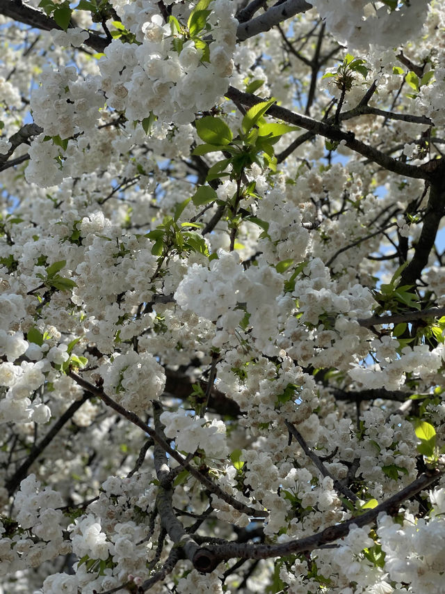 London Eye in Spring 🌸