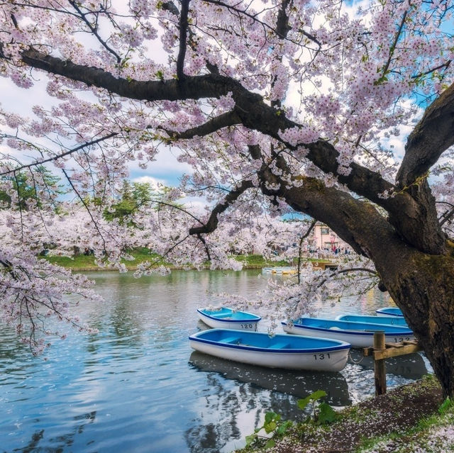 Cherry Blossoms at Hirosaki Castle