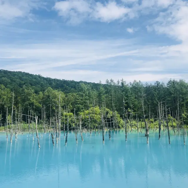 【北海道白金青池】絶對值得親身去看看🥰