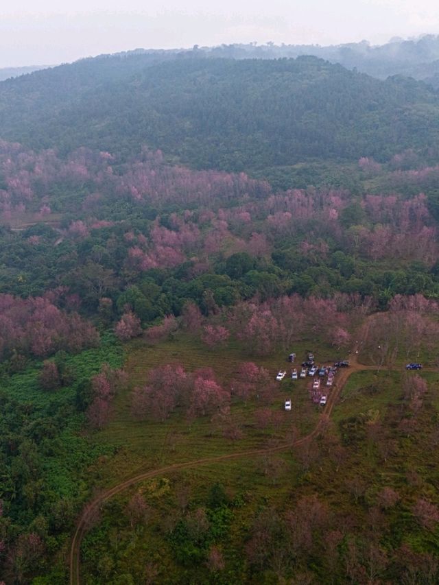 ภูเขาสีชมพู ที่ภูลมโล