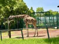 Saitama Children's Zoo