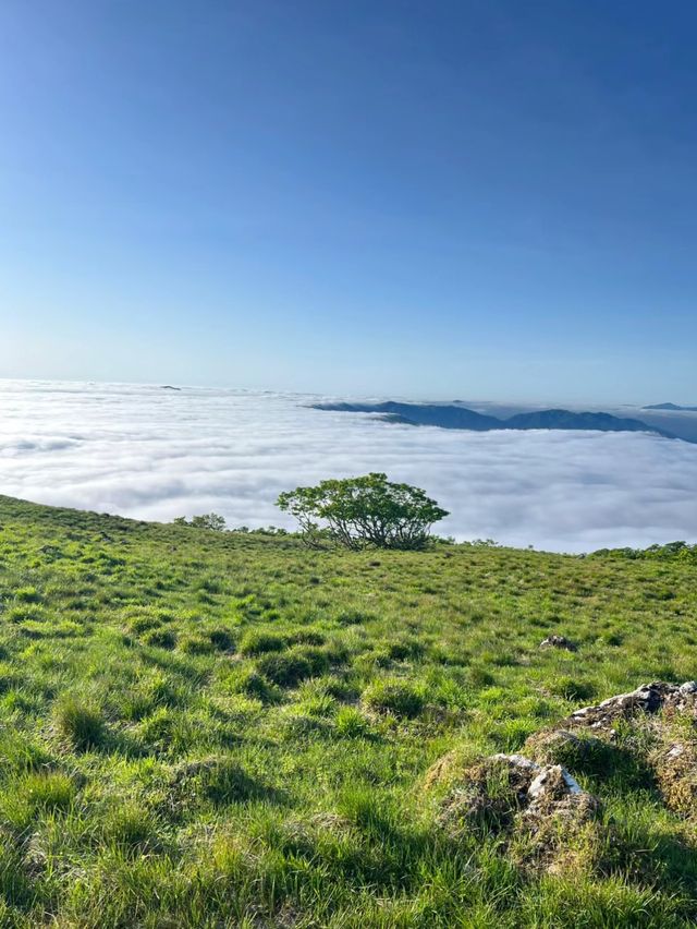 伊吹山：滋賀的自然名勝與登山者的天堂🗻🌸