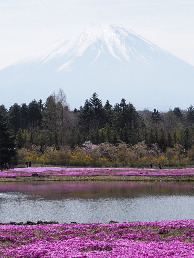 富士芝桜まつり（4月中旬〜