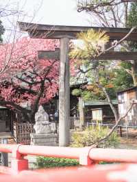 【東京】品川の龍神さま・寒緋桜がいま見頃の荏原神社