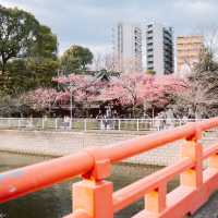 【東京】飛行機✈️×桜🌸を楽しめる「荏原神社」が見ごろになりました！