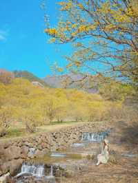 산산수유에 벚꽃까지 만나는 구례 하위마을🌼