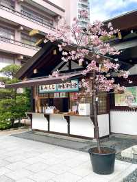 【東京大神宮/東京都】春になると河津桜を設置