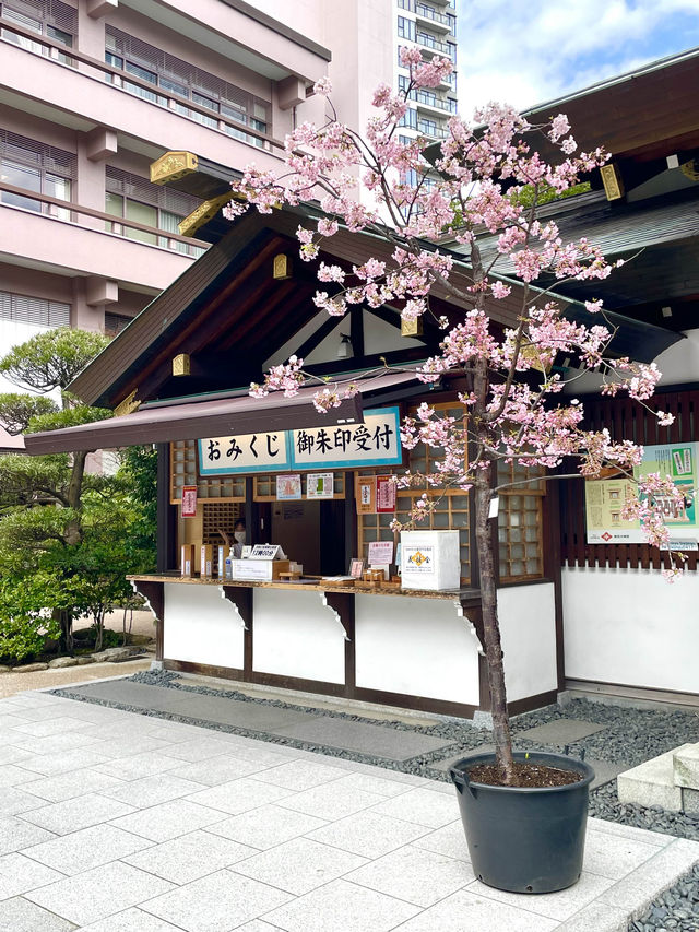 【東京大神宮/東京都】春になると河津桜を設置