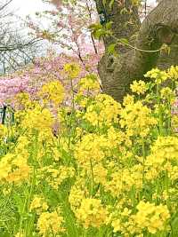 【河津桜まつり/静岡県】河津桜見るなら河津町へ