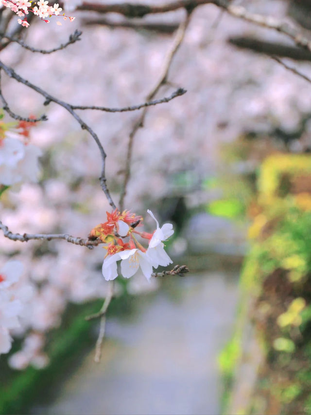 🌸哲學之道：京都山麓的春日漫步🌸